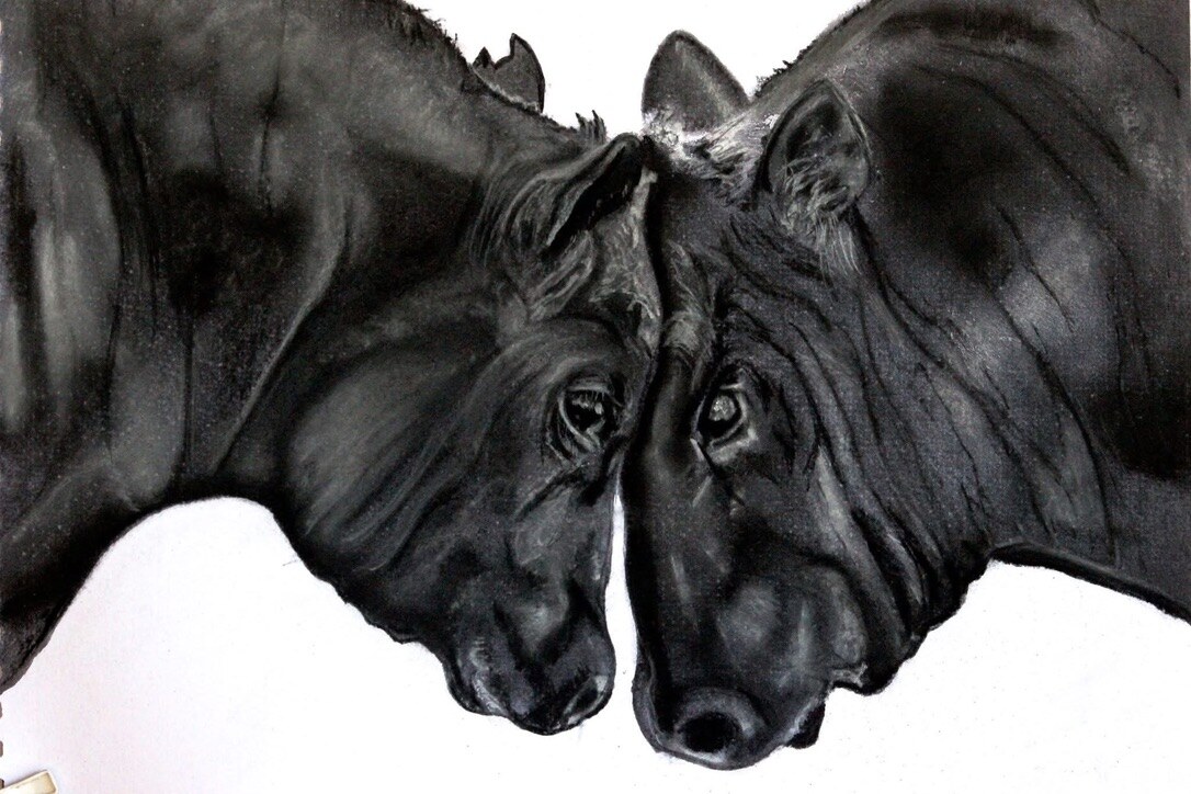 Detailed realistic pastel portrait of two black horses touching noses