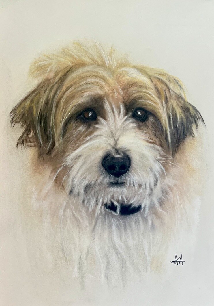 Detailed realistic pastel portrait of a shaggy terrier mix